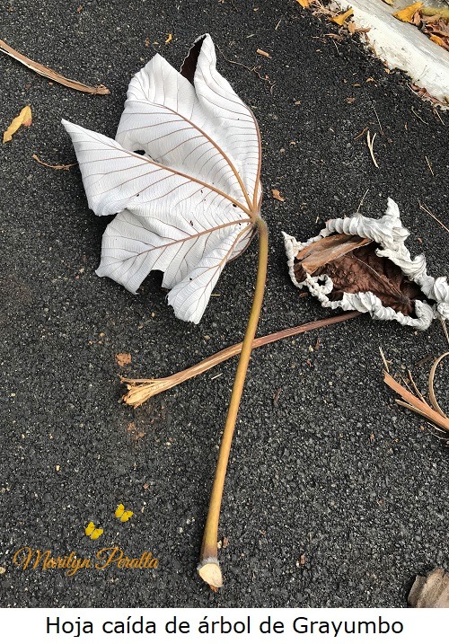 This image has an empty alt attribute; its file name is hoja-caida-del-arbol-de-grayumbo.jpg