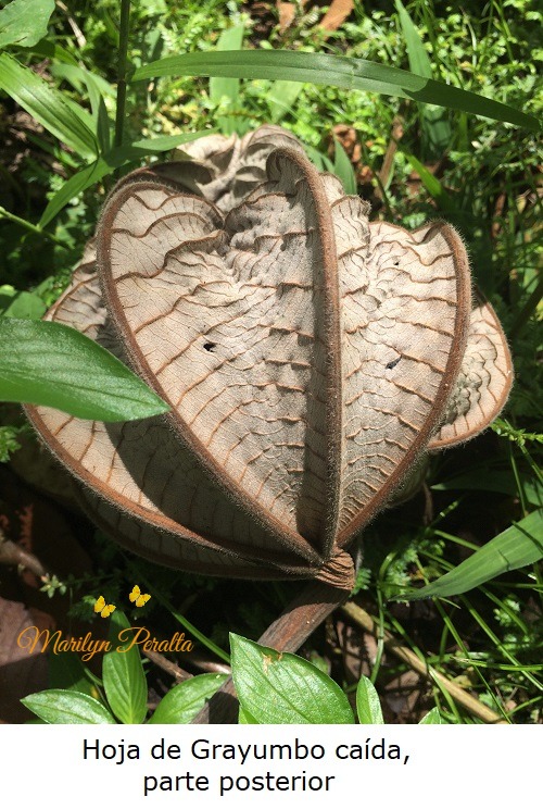 This image has an empty alt attribute; its file name is hoja-de-grayumbo-caida-parte-posterior.jpg